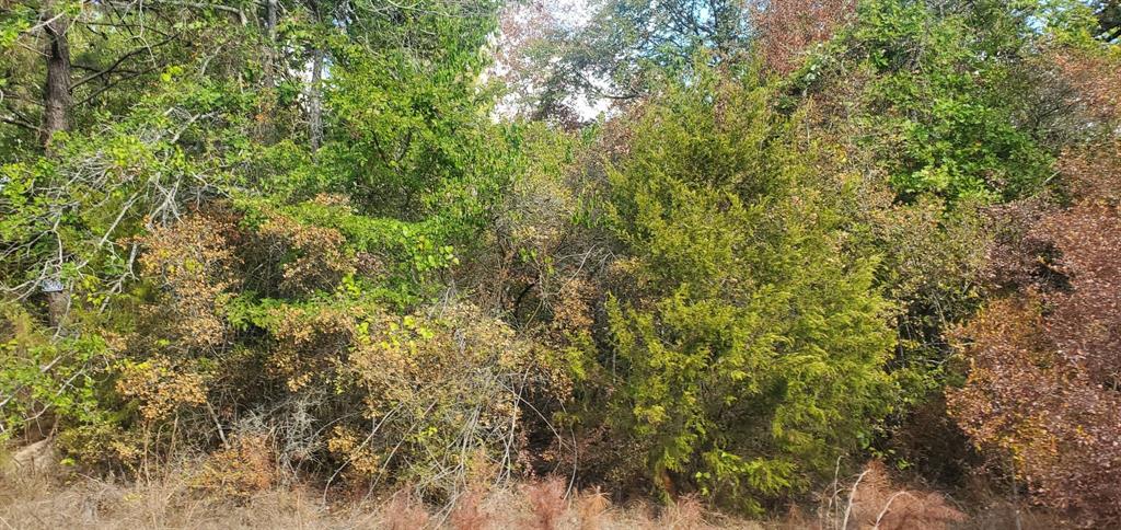 a view of a lush green forest