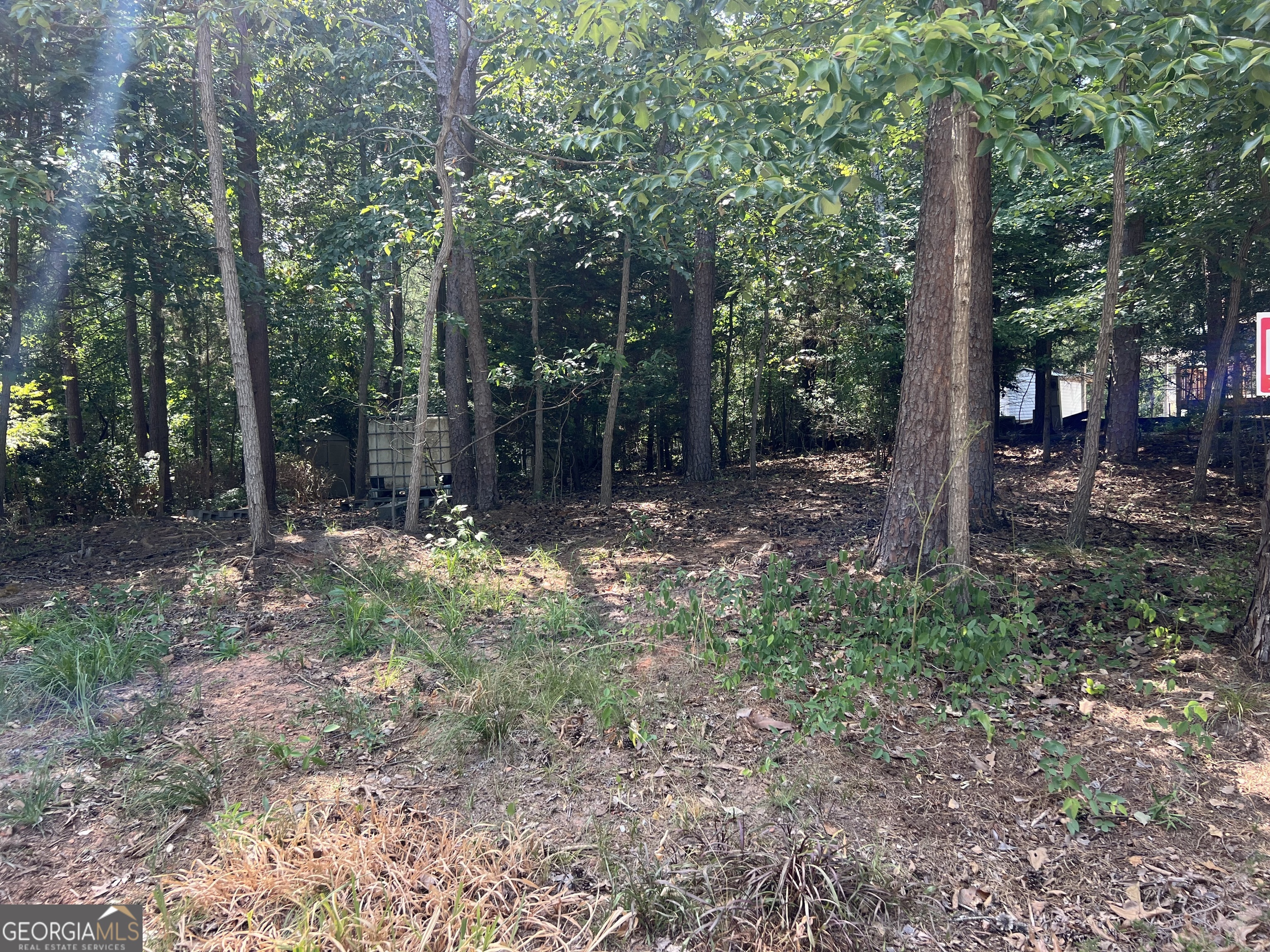 a view of a forest with trees