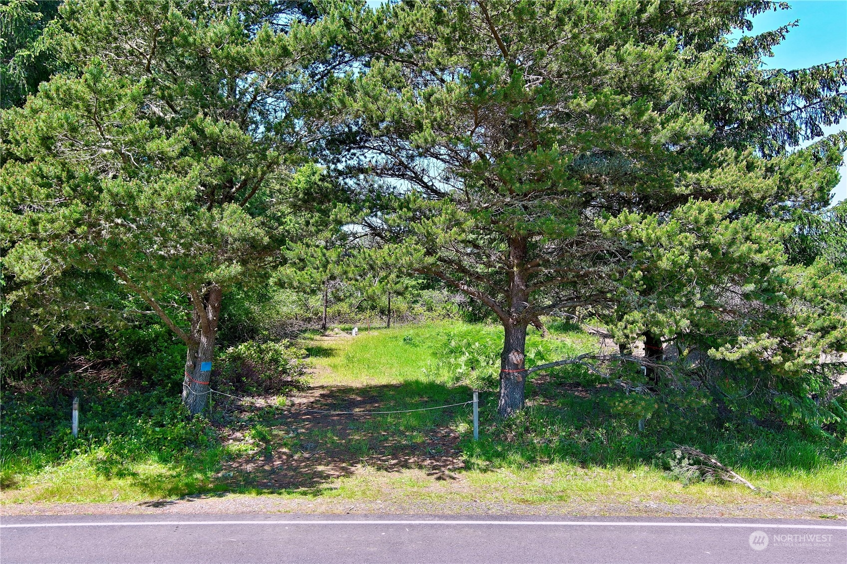 a view of a yard with plants and a bench