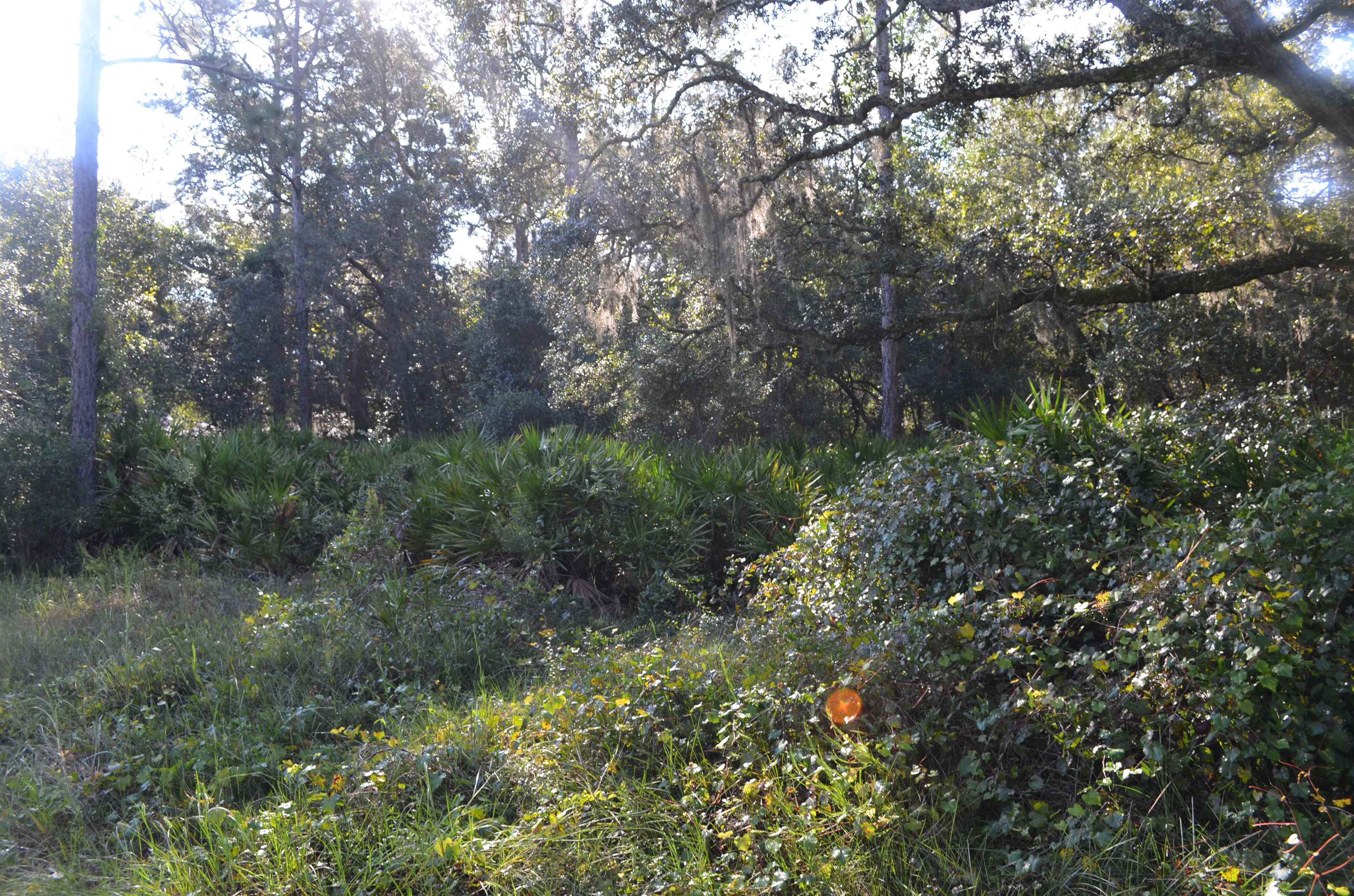 a view of a forest with lots of trees