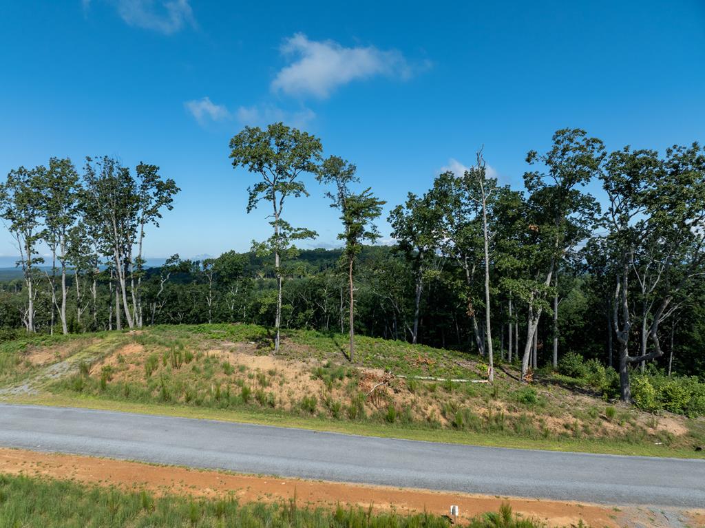 a view of a park with a tree