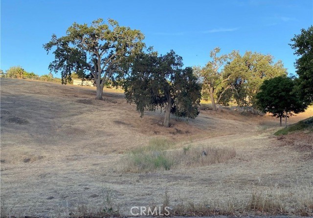 a view of a dry yard with trees