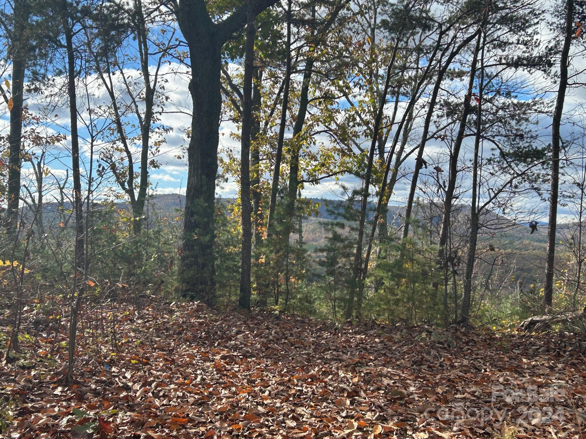 a view of a forest with trees