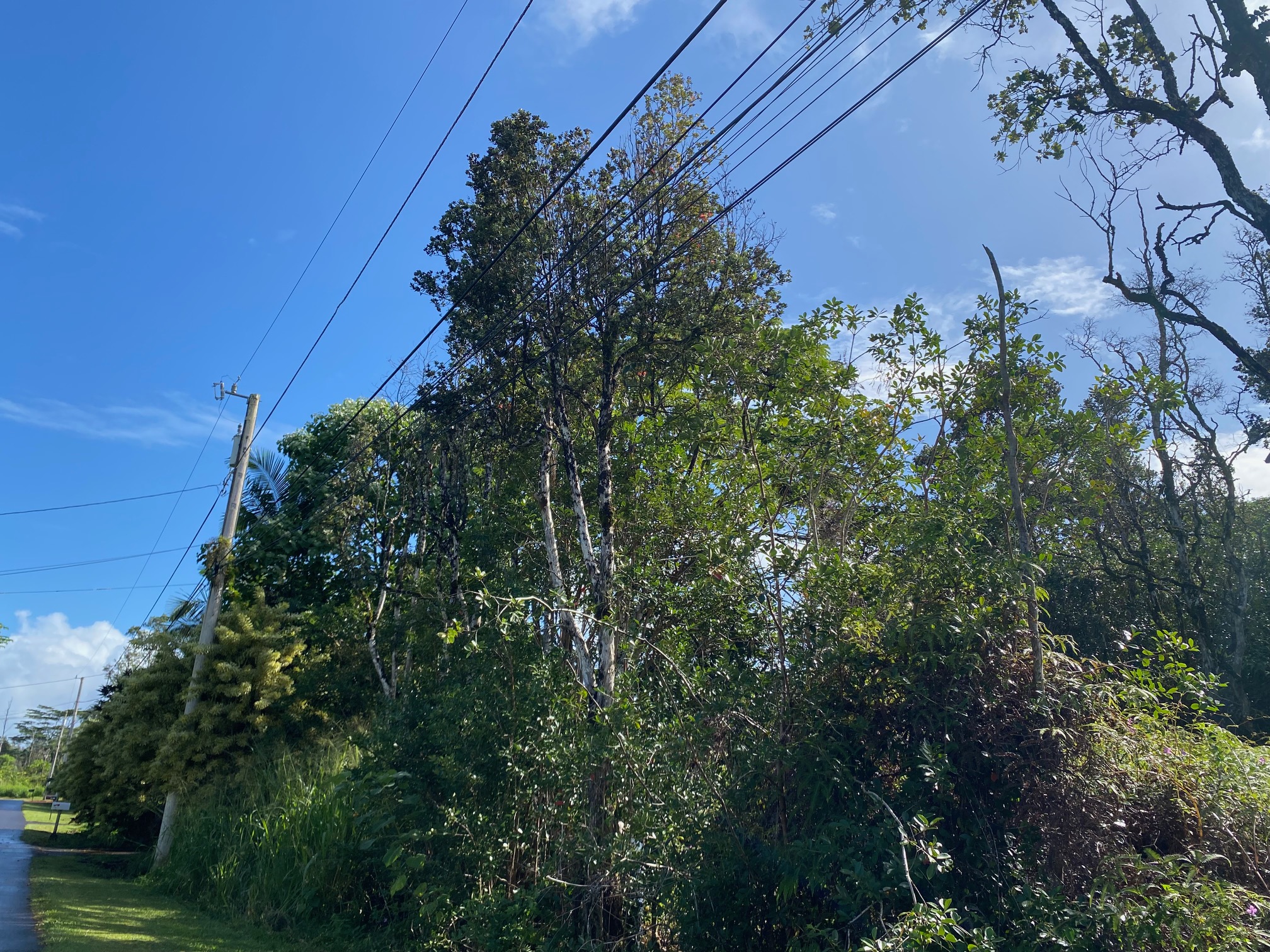 a view of a house with a tree