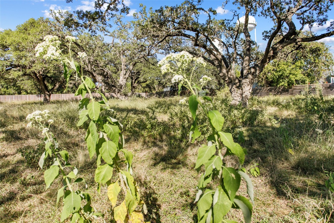 a view of a yard with a tree