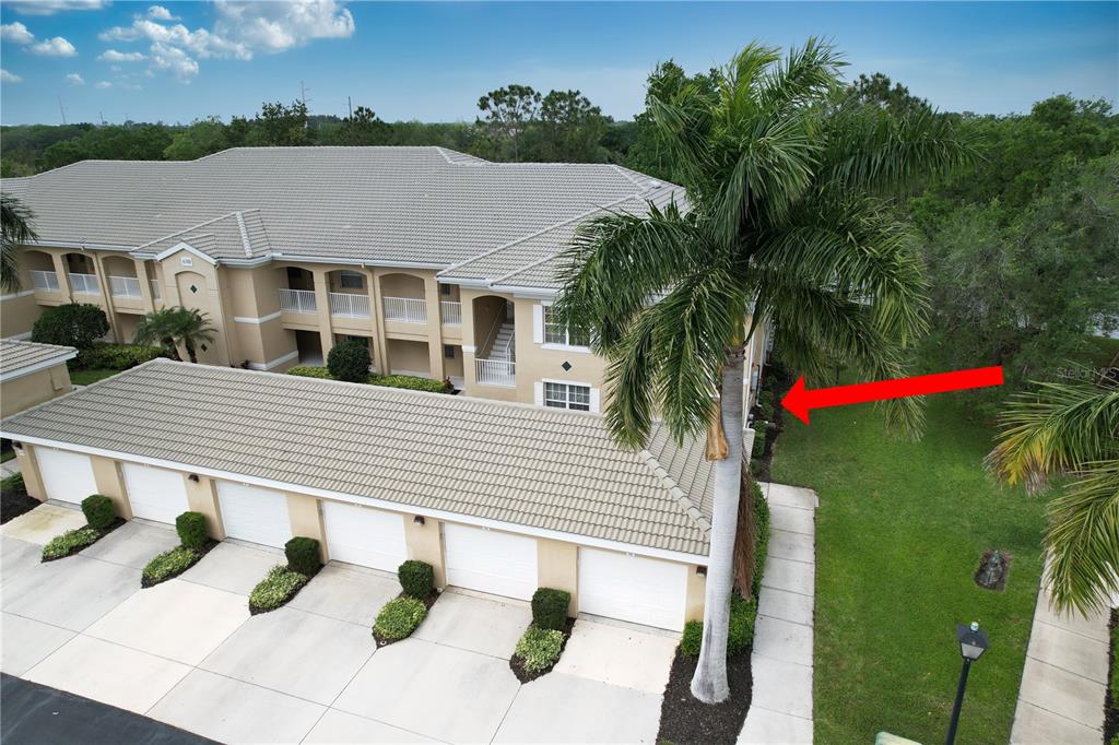 Front of home, beautifully framed by mature palms