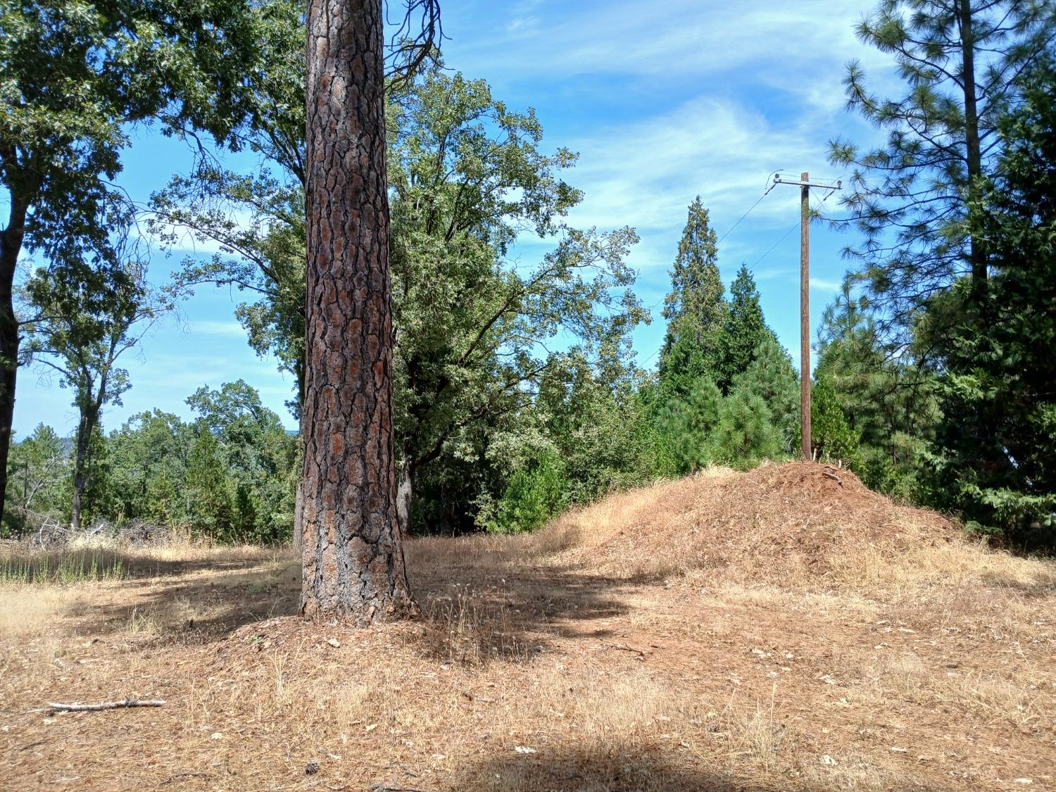 a view of a yard with plants and a large trees