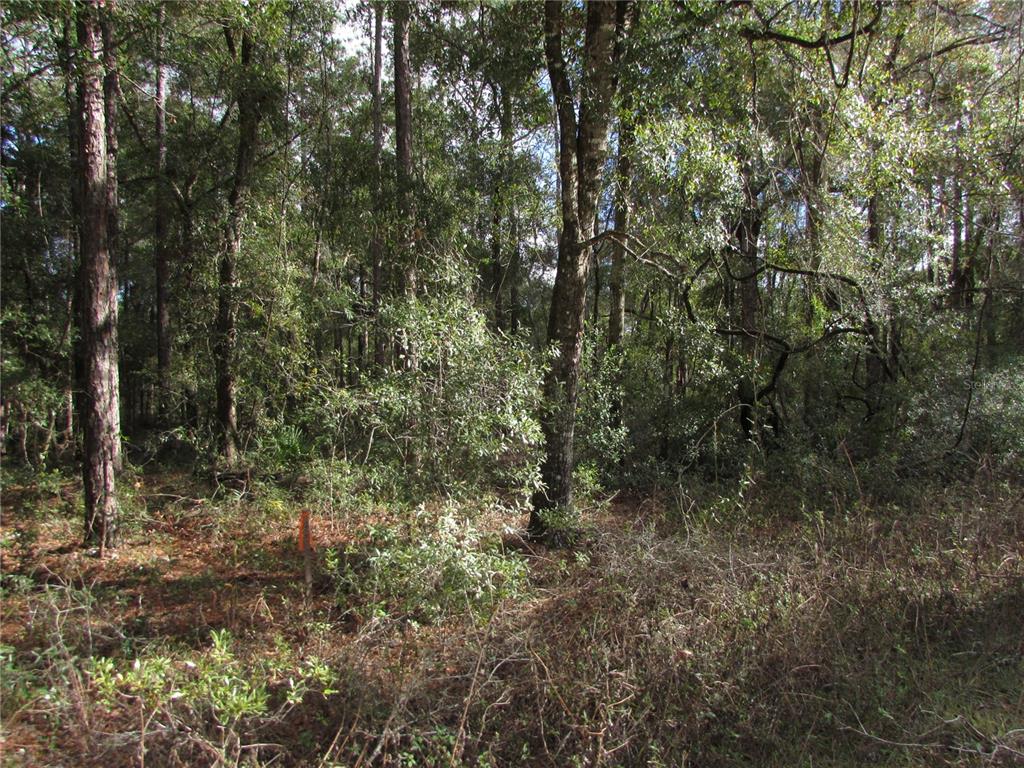 a view of a forest with trees in the background