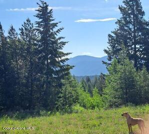 Land with a dog