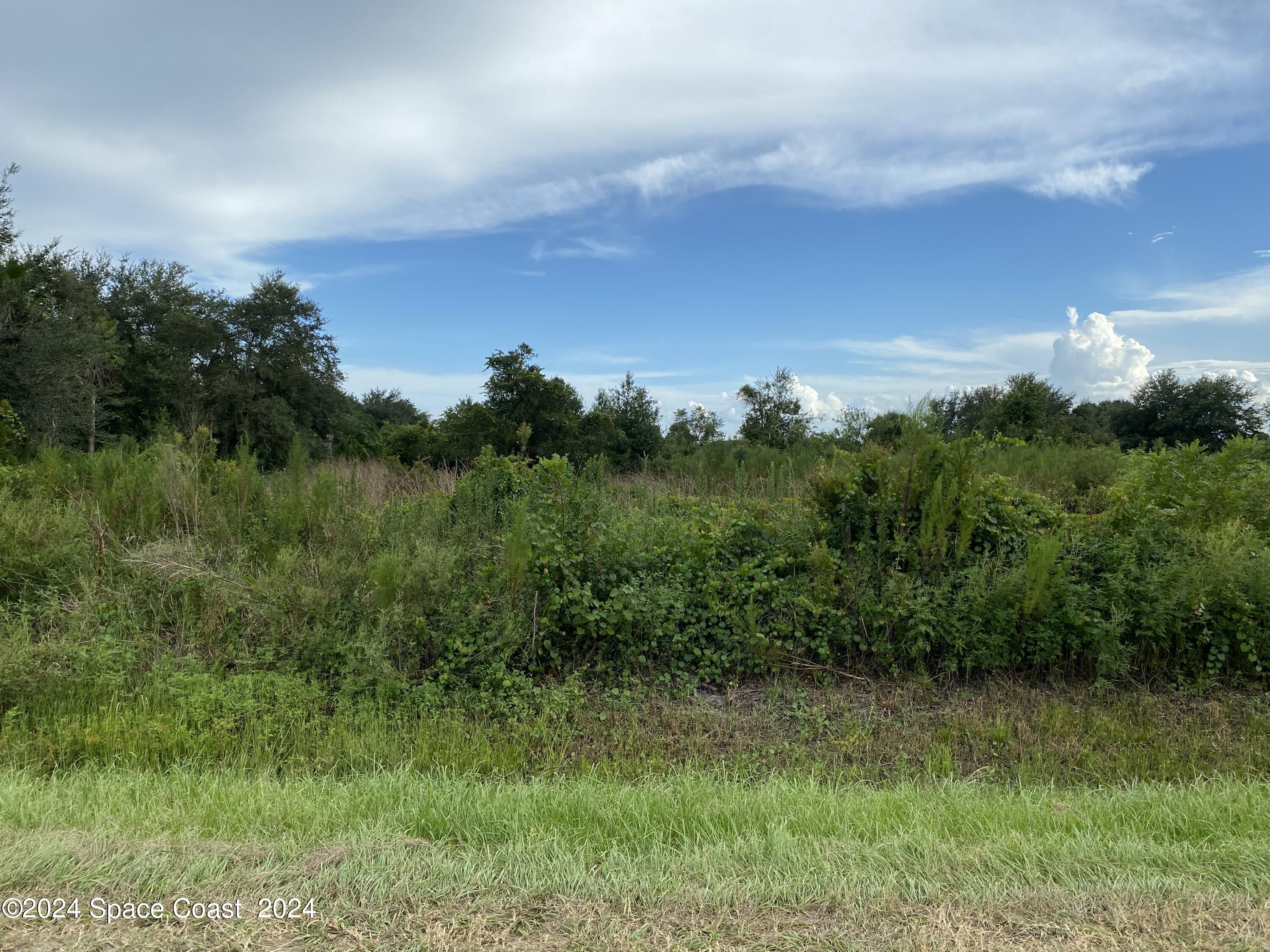 a view of a bunch of trees in a field