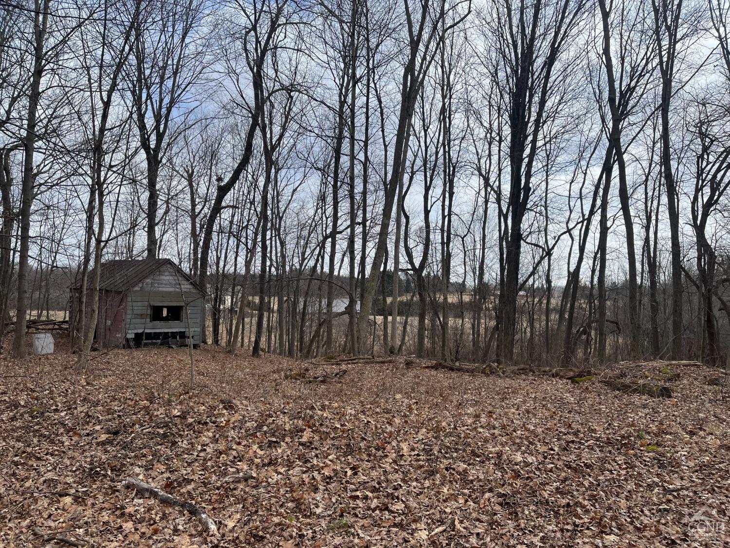 a view of a backyard that has a large tree