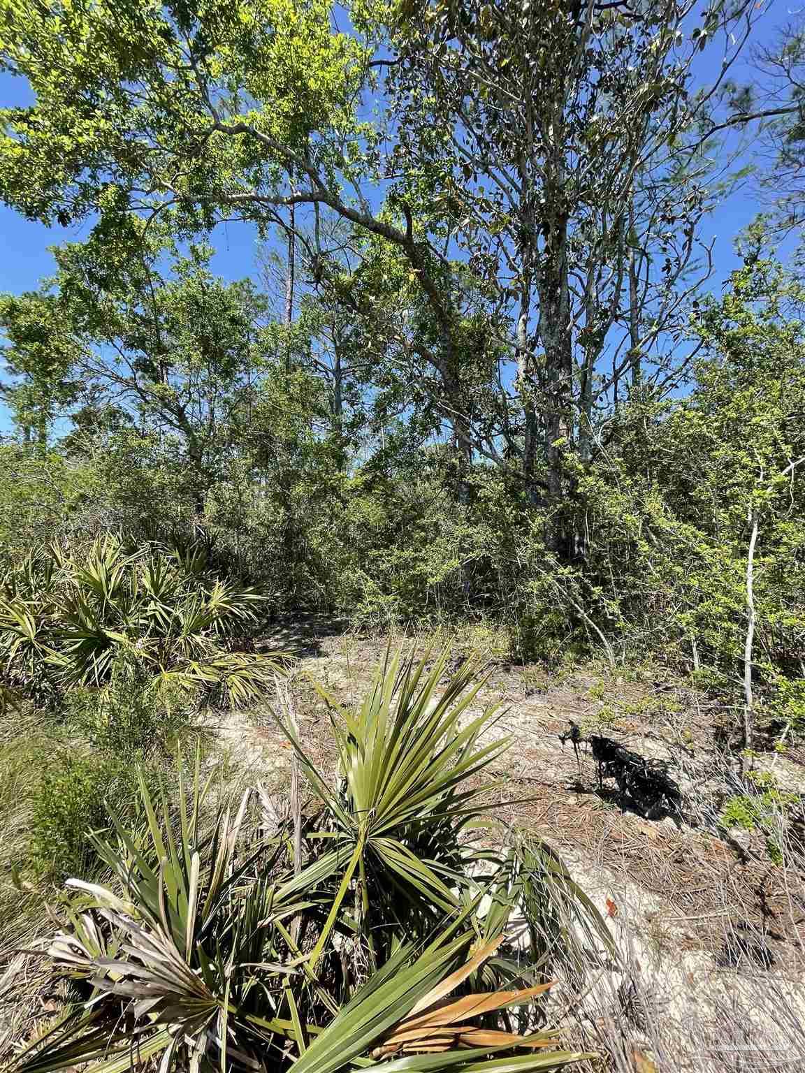 a view of a garden with plants