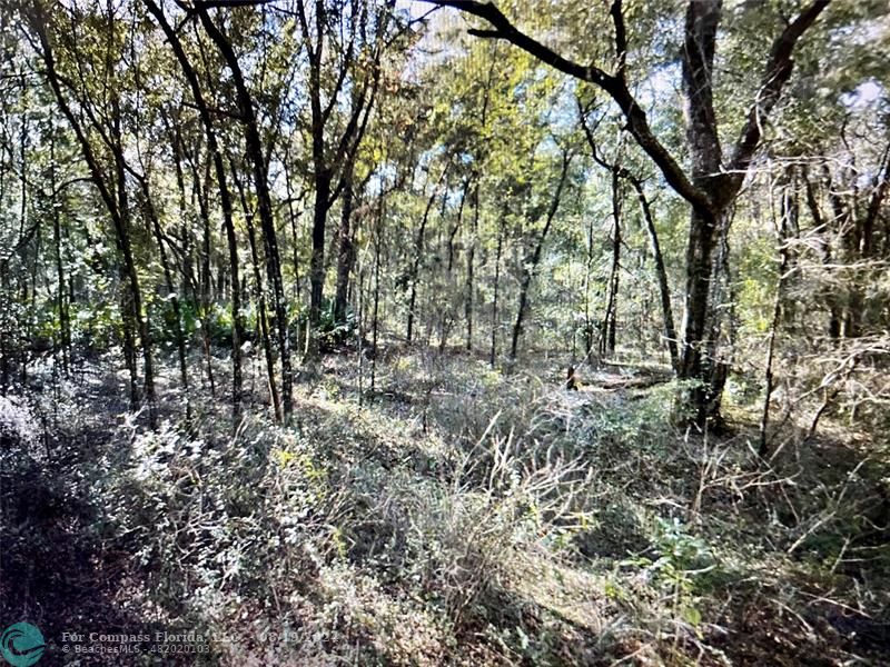 a view of outdoor space and trees