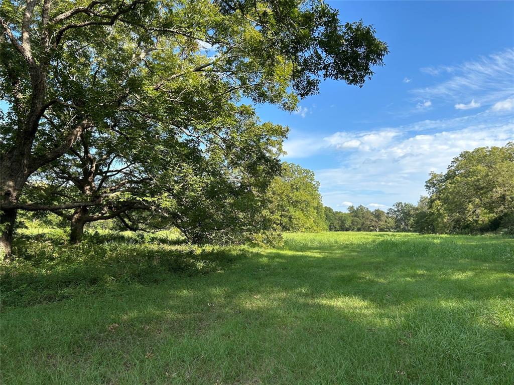 a view of a lush green space