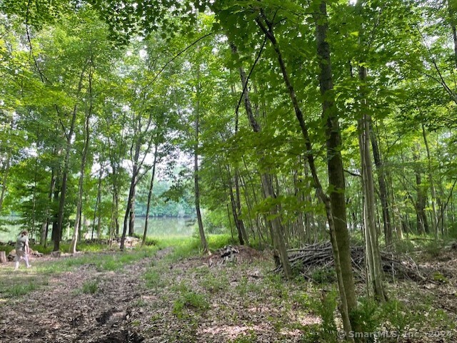 a view of a forest with trees in the background