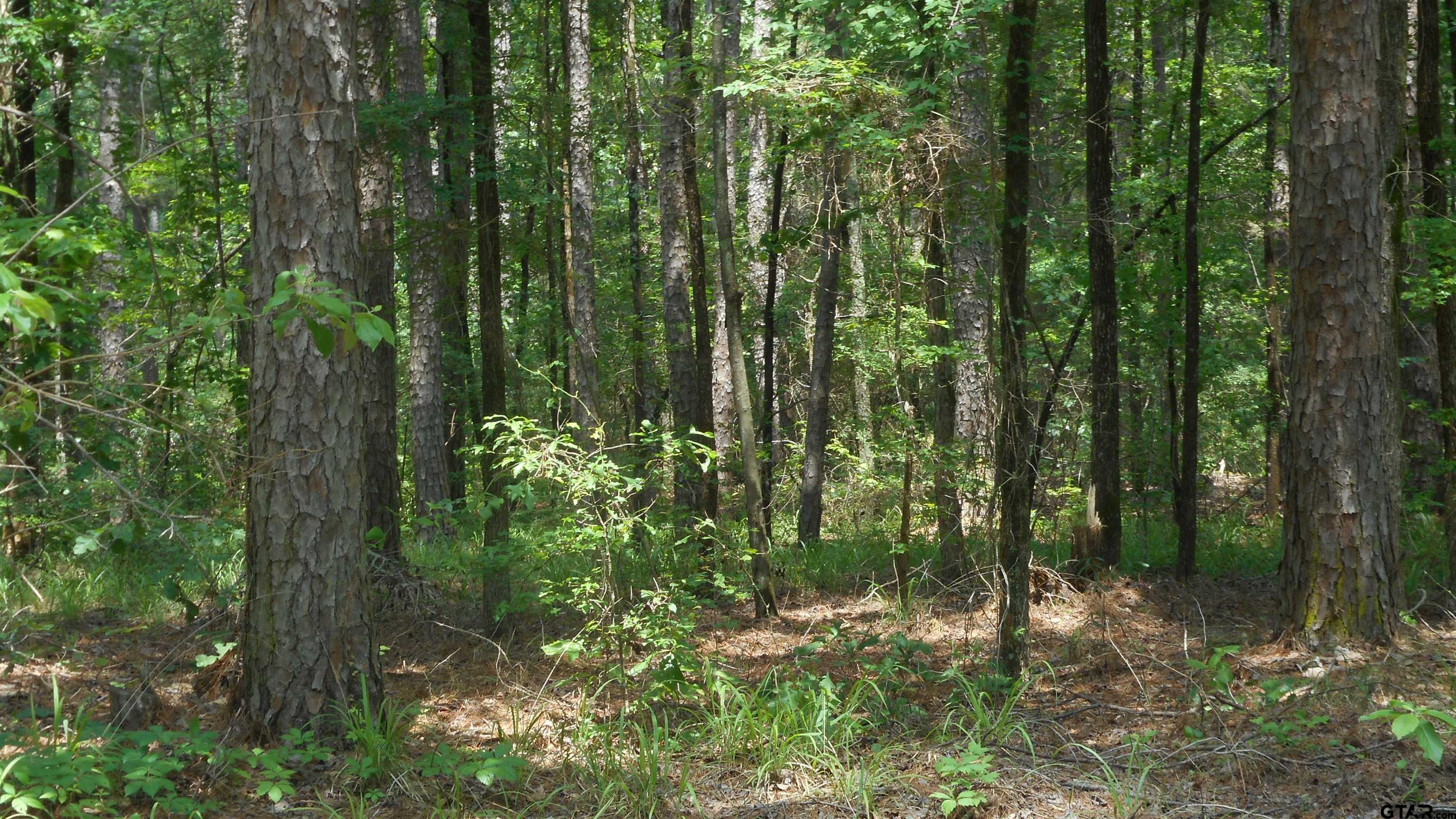 a view of forest