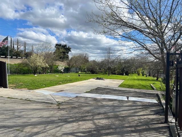 a view of a yard with plants and large trees