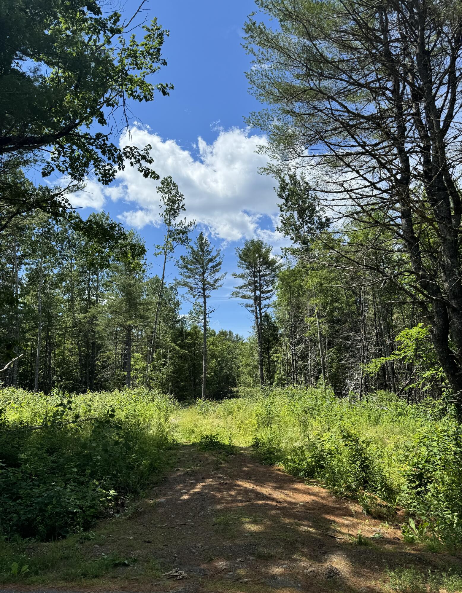 Log Cabin Lane 2