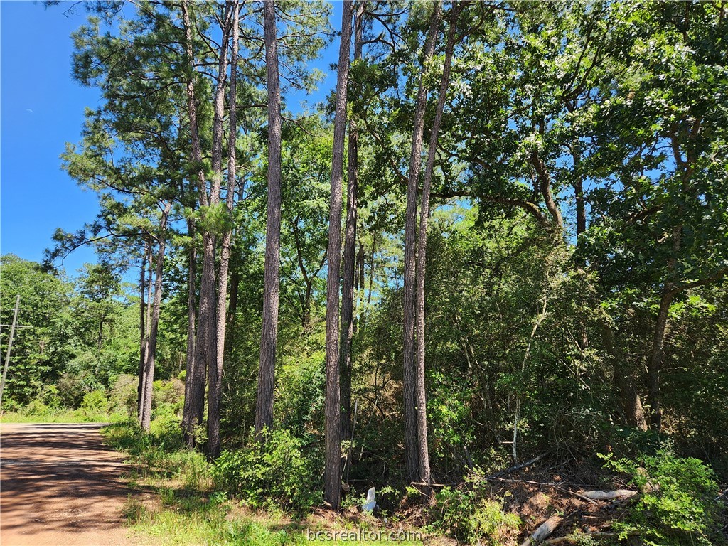 a view of forest