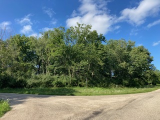 a view of a yard with plants and a tree