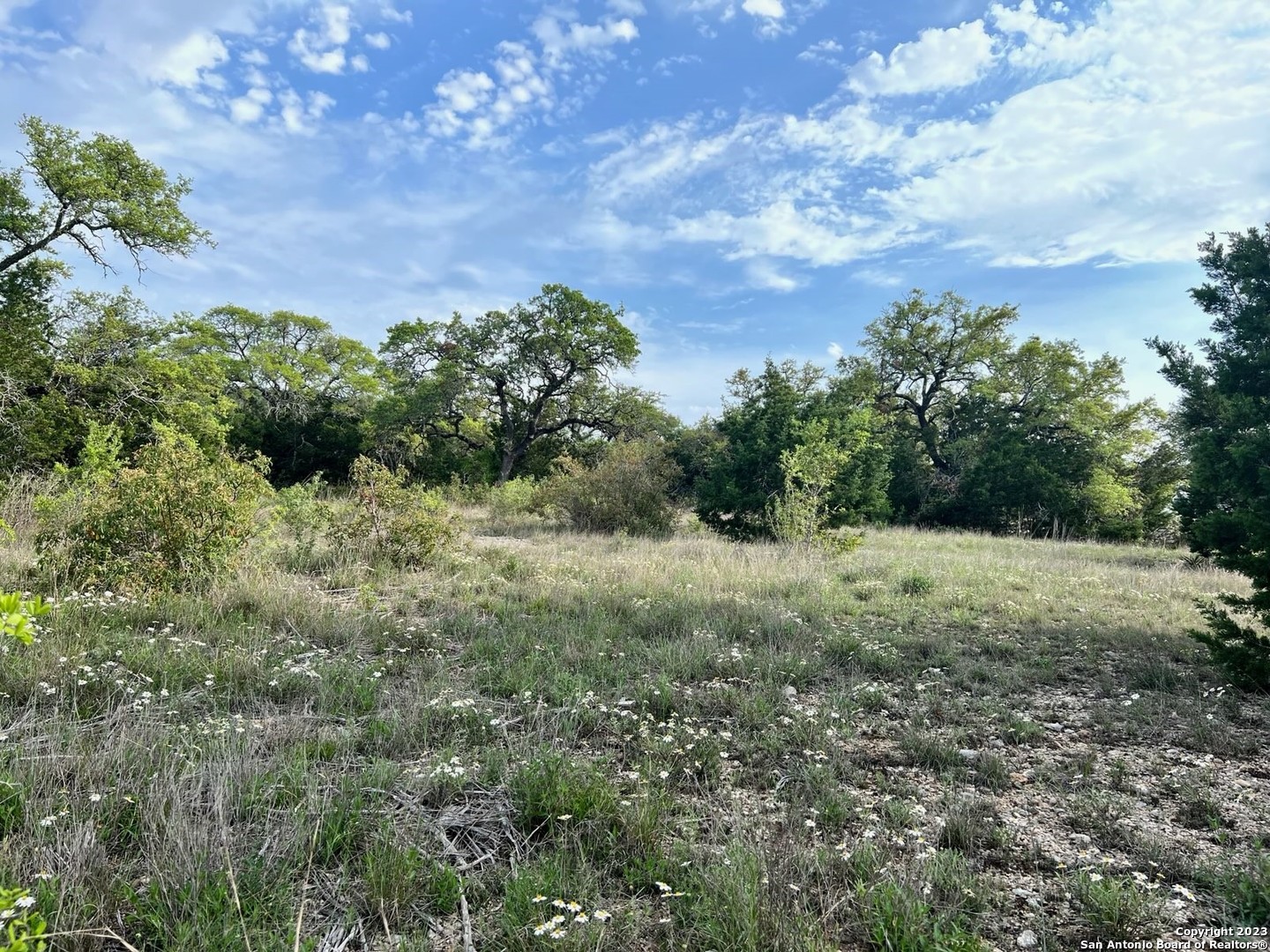 a view of a bunch of trees and bushes