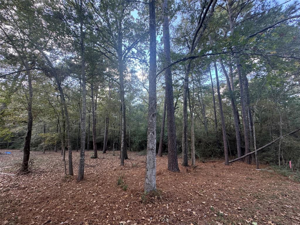 a view of a forest with trees