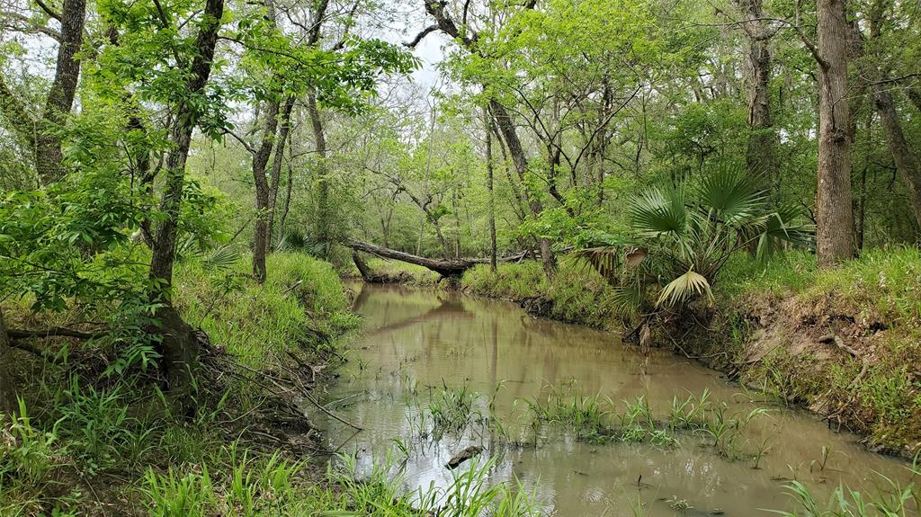 a view of a lake in a forest