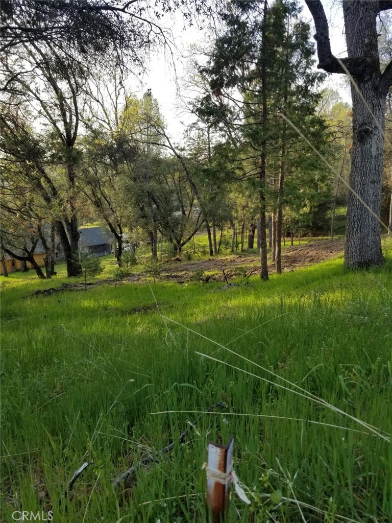 a view of a field with grass and trees