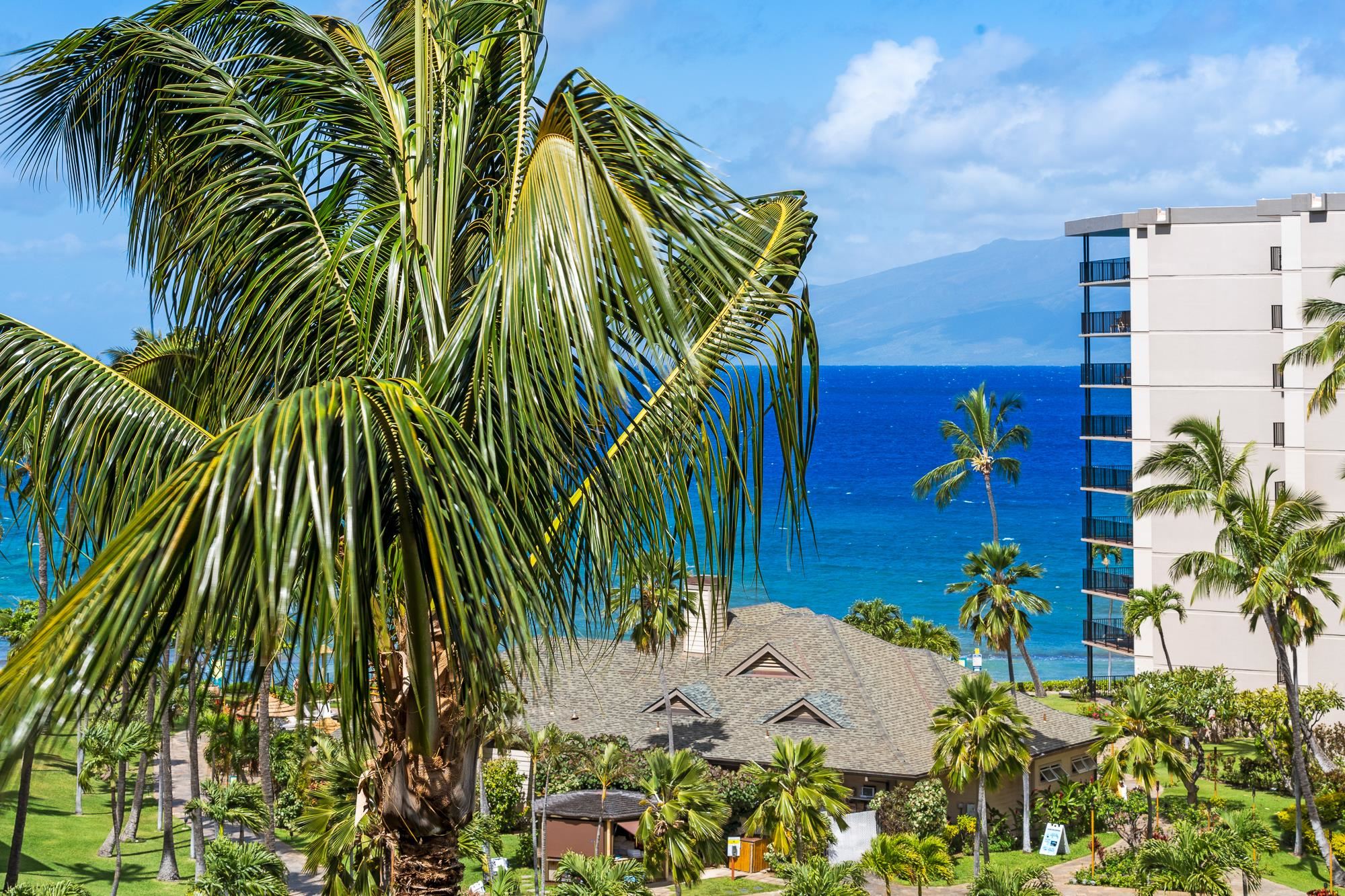 a view of a palm plant that is in front of a building