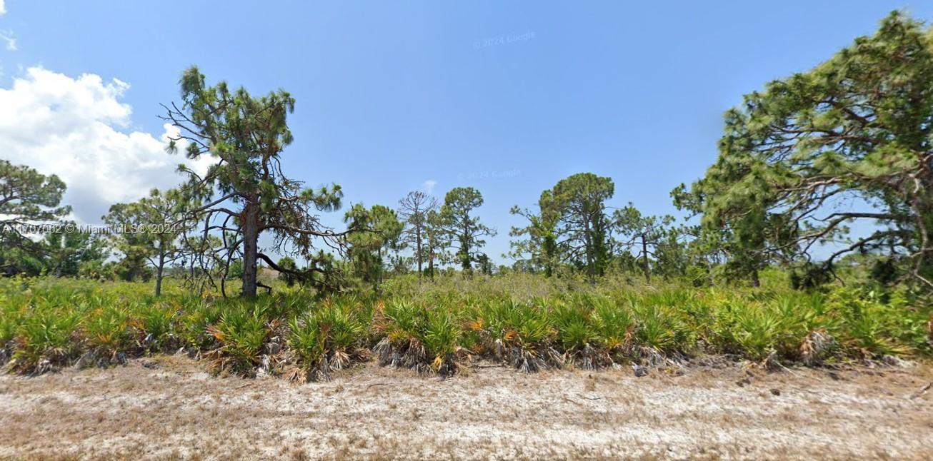 a view of a bunch of trees