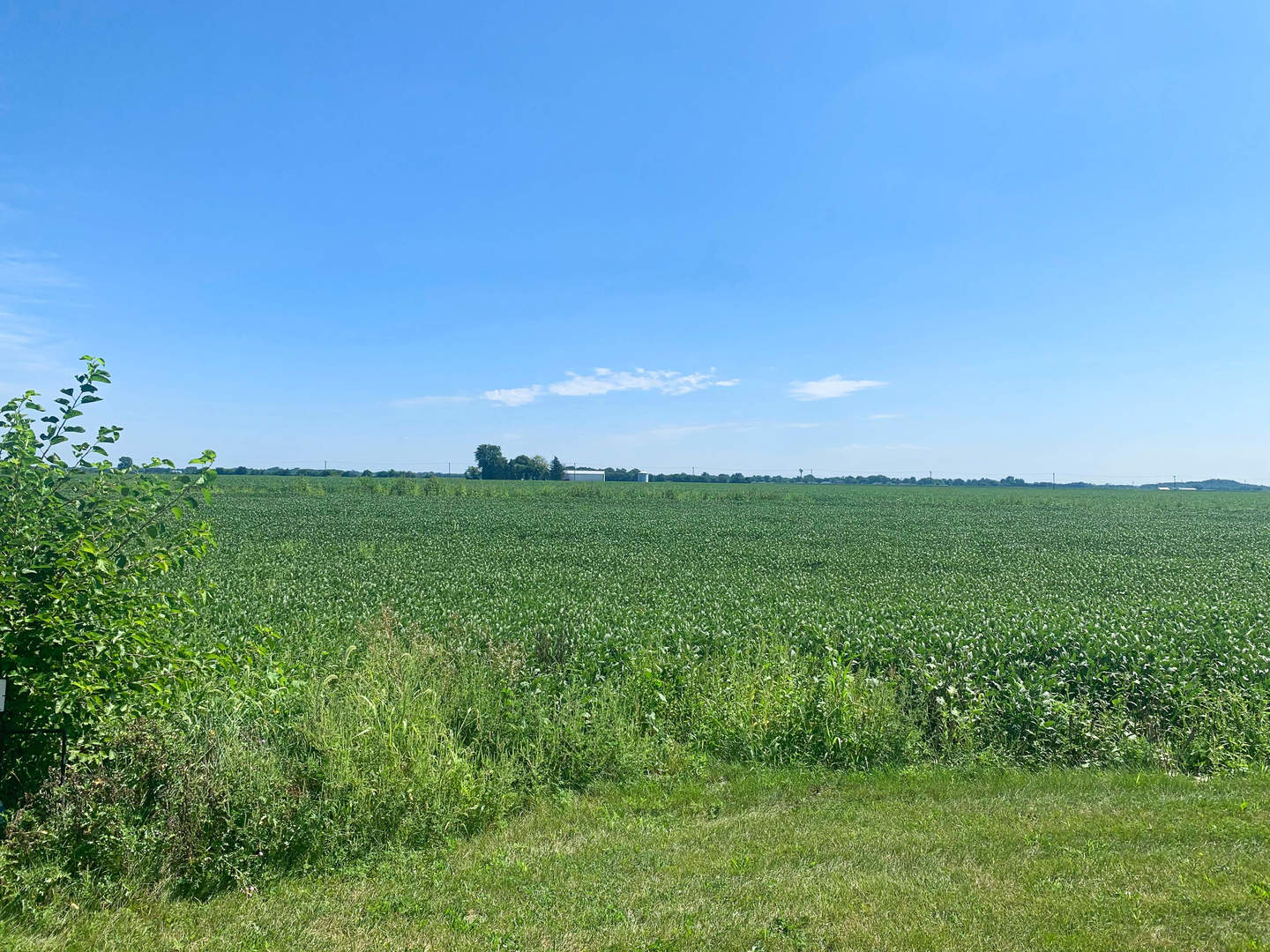 a view of a lush green space