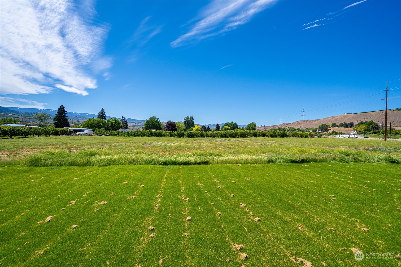 a view of a big yard with a large tree