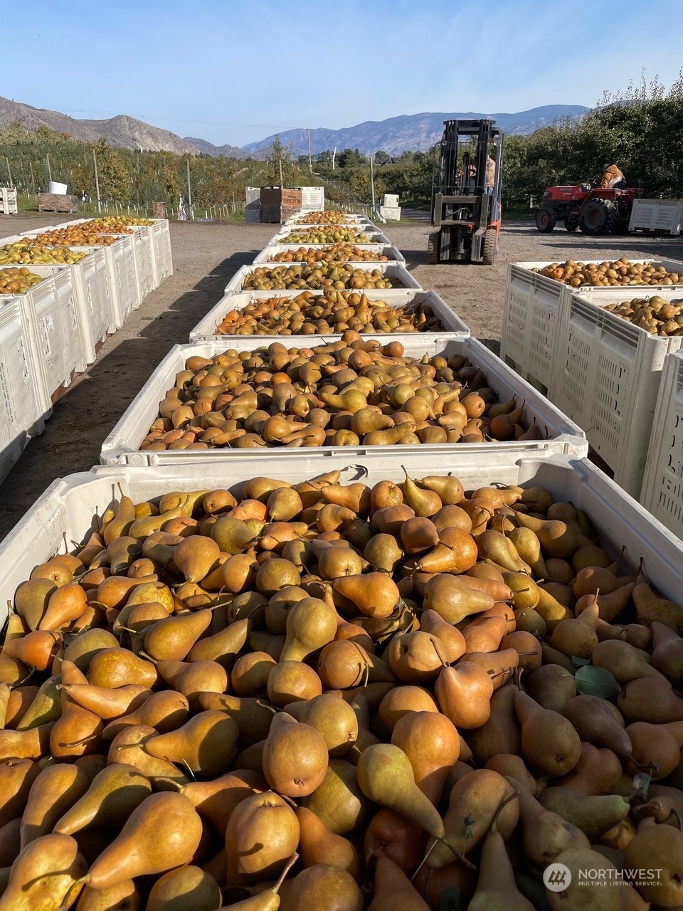 Organic Large Bosc Pear - Each, Large/ 1 Count - City Market