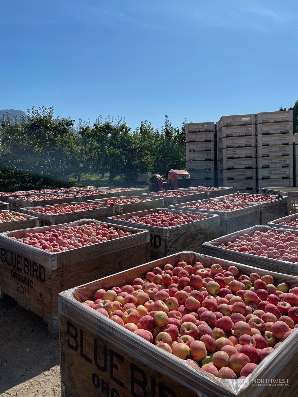 Organic Large Bosc Pear - Each, Large/ 1 Count - City Market