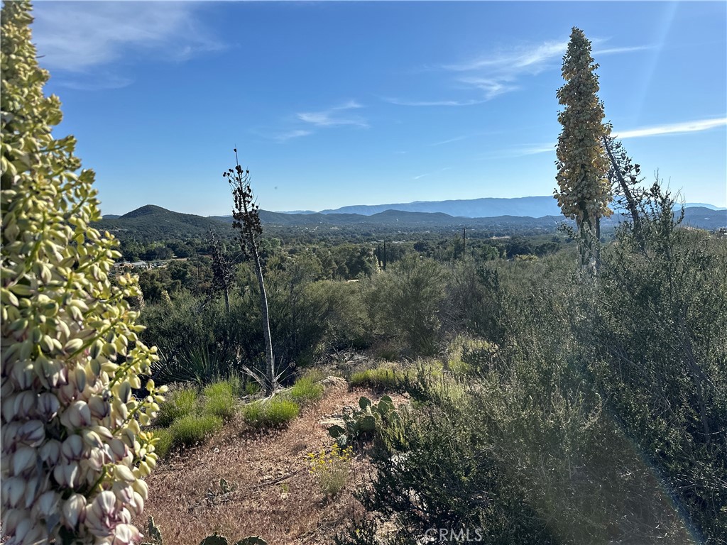 a view of a forest with a house