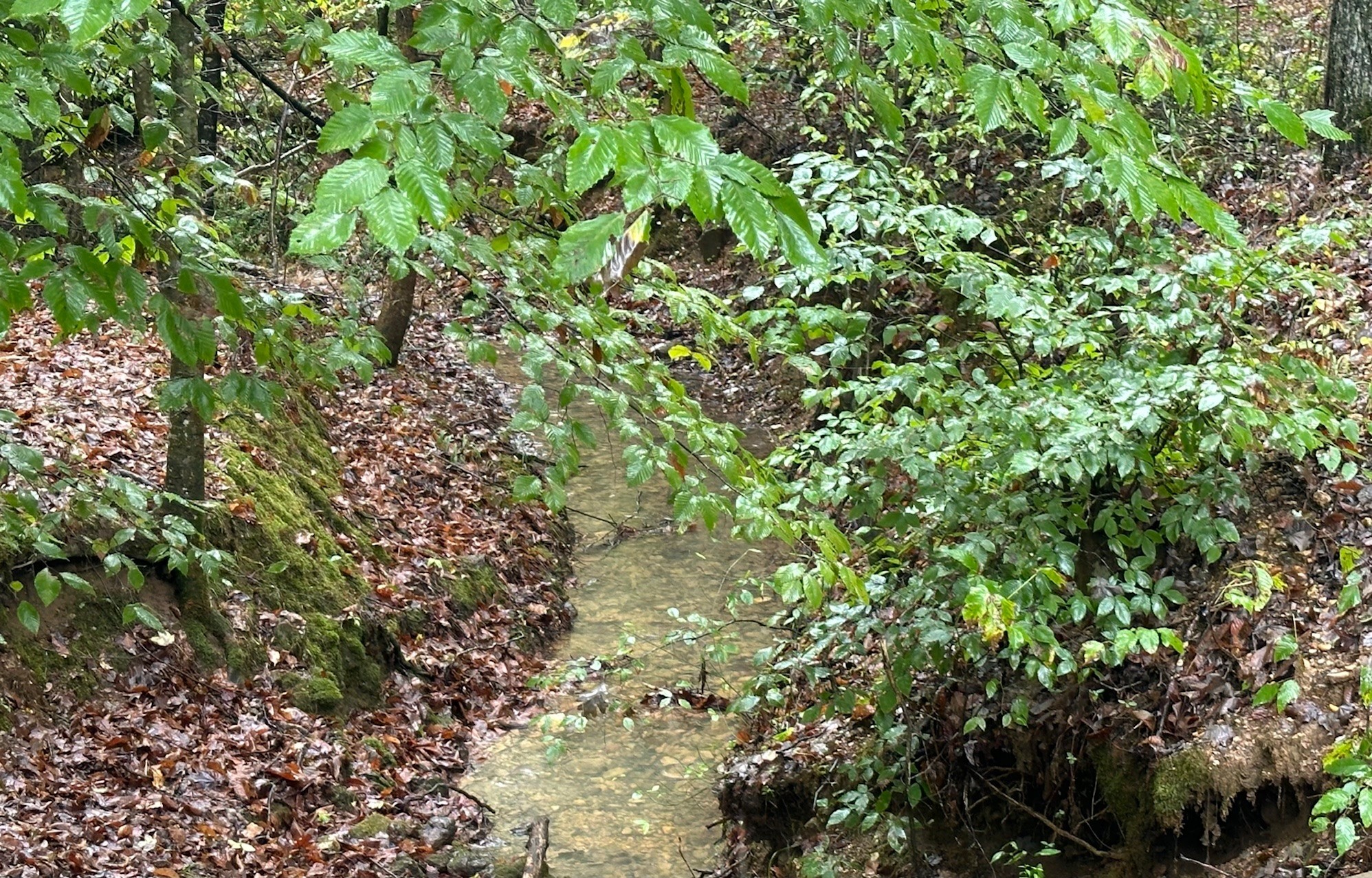 a view of a tree