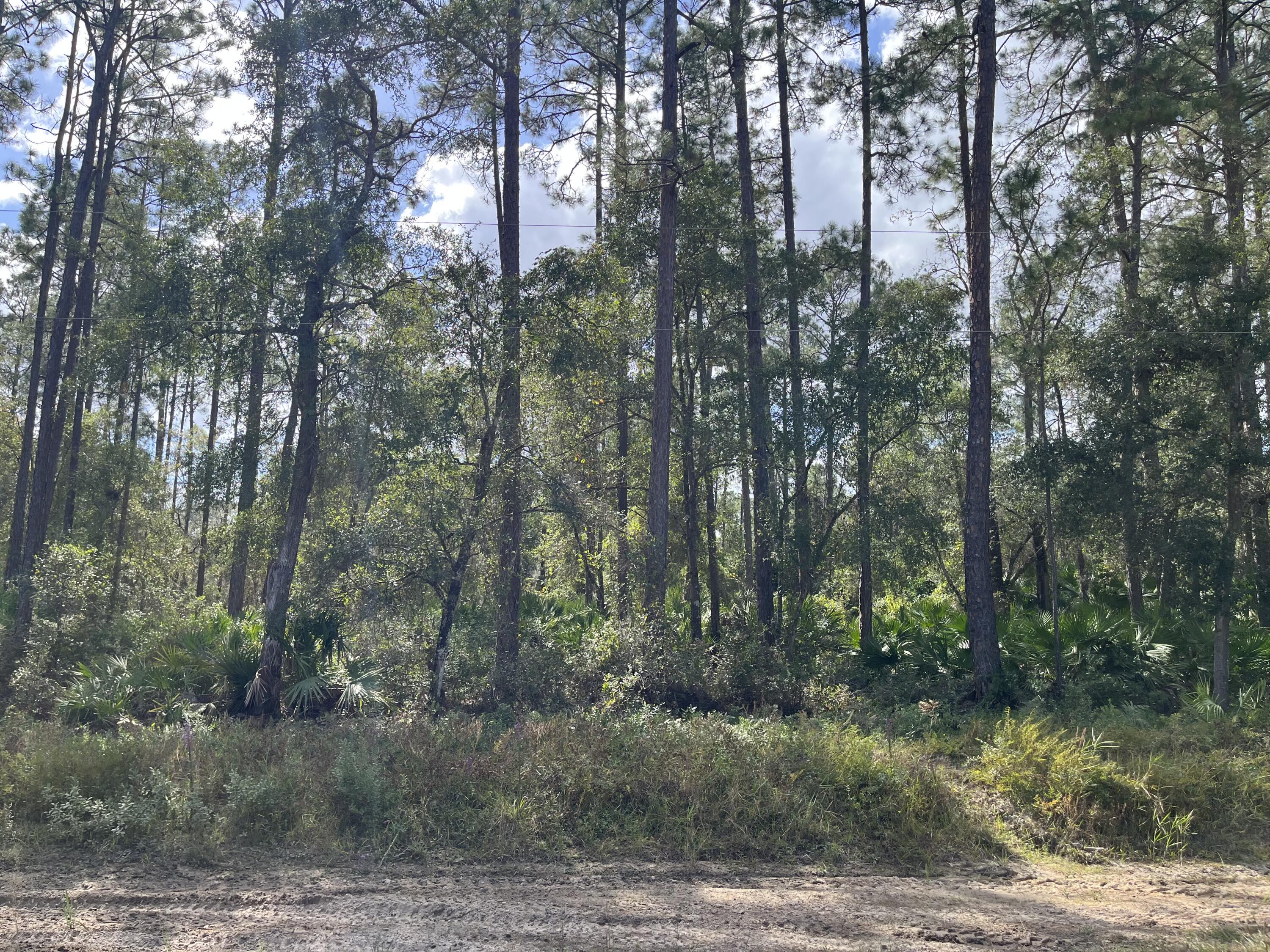 a view of a yard with plants and trees