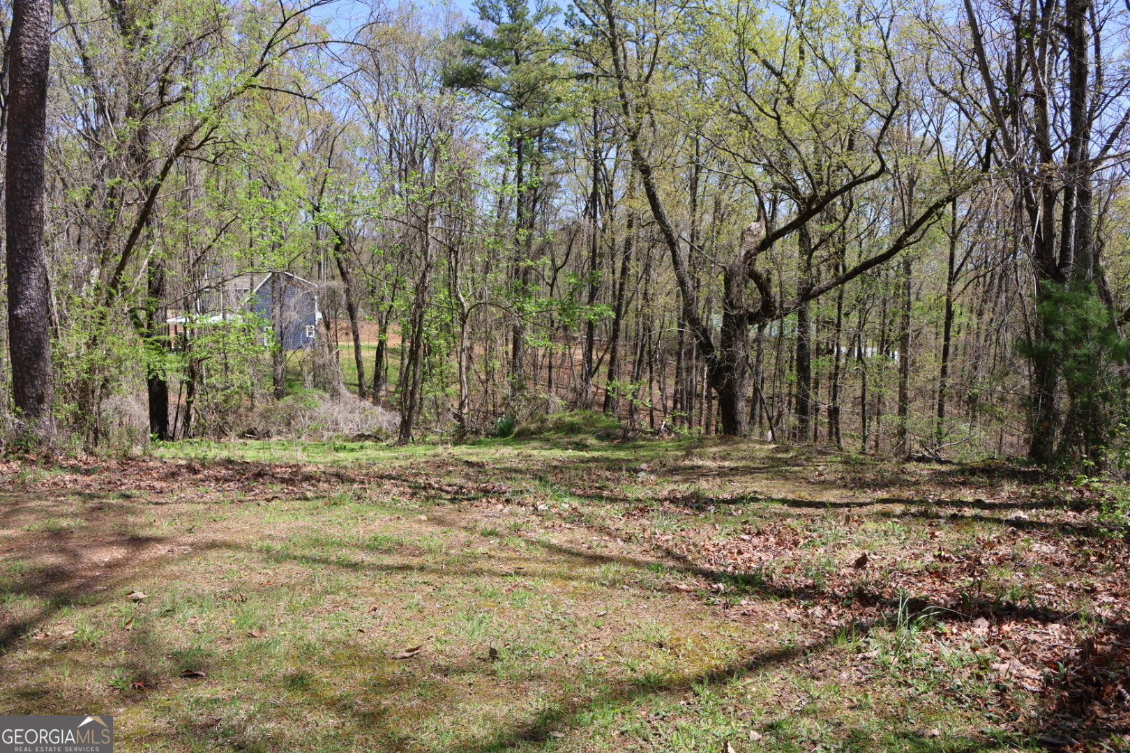 a view of a yard with a tree