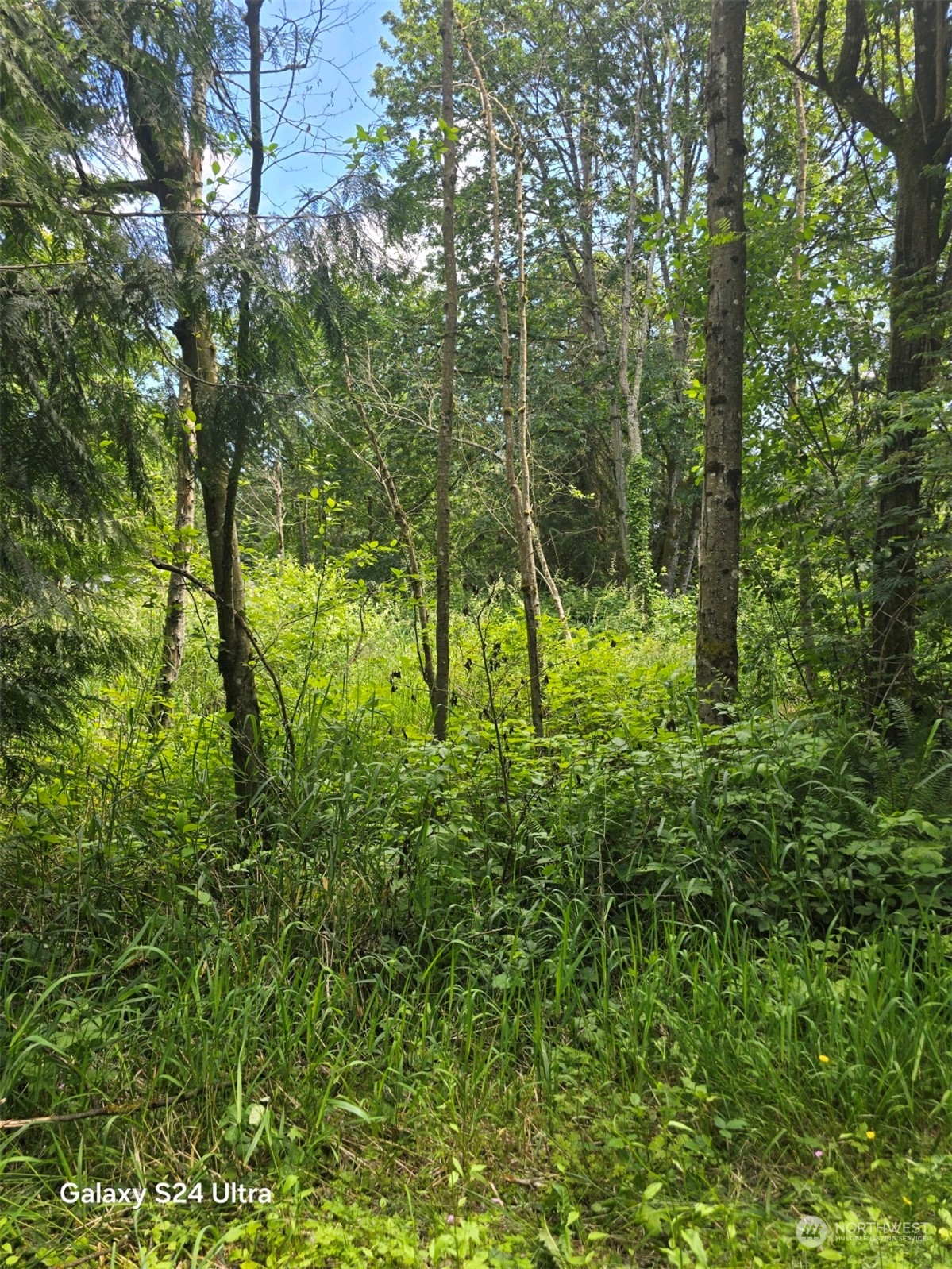 a view of outdoor space and trees