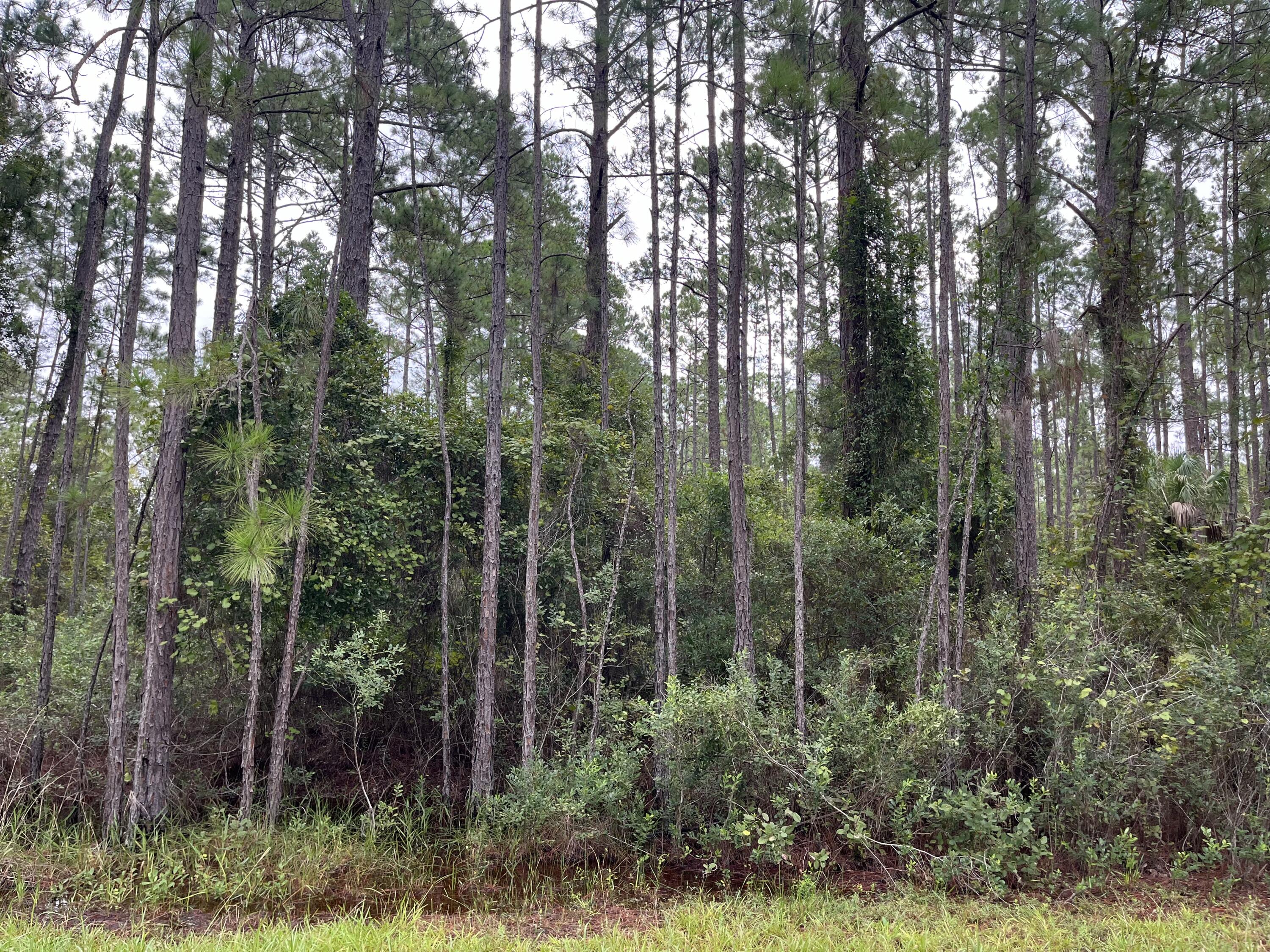 a view of forest and trees