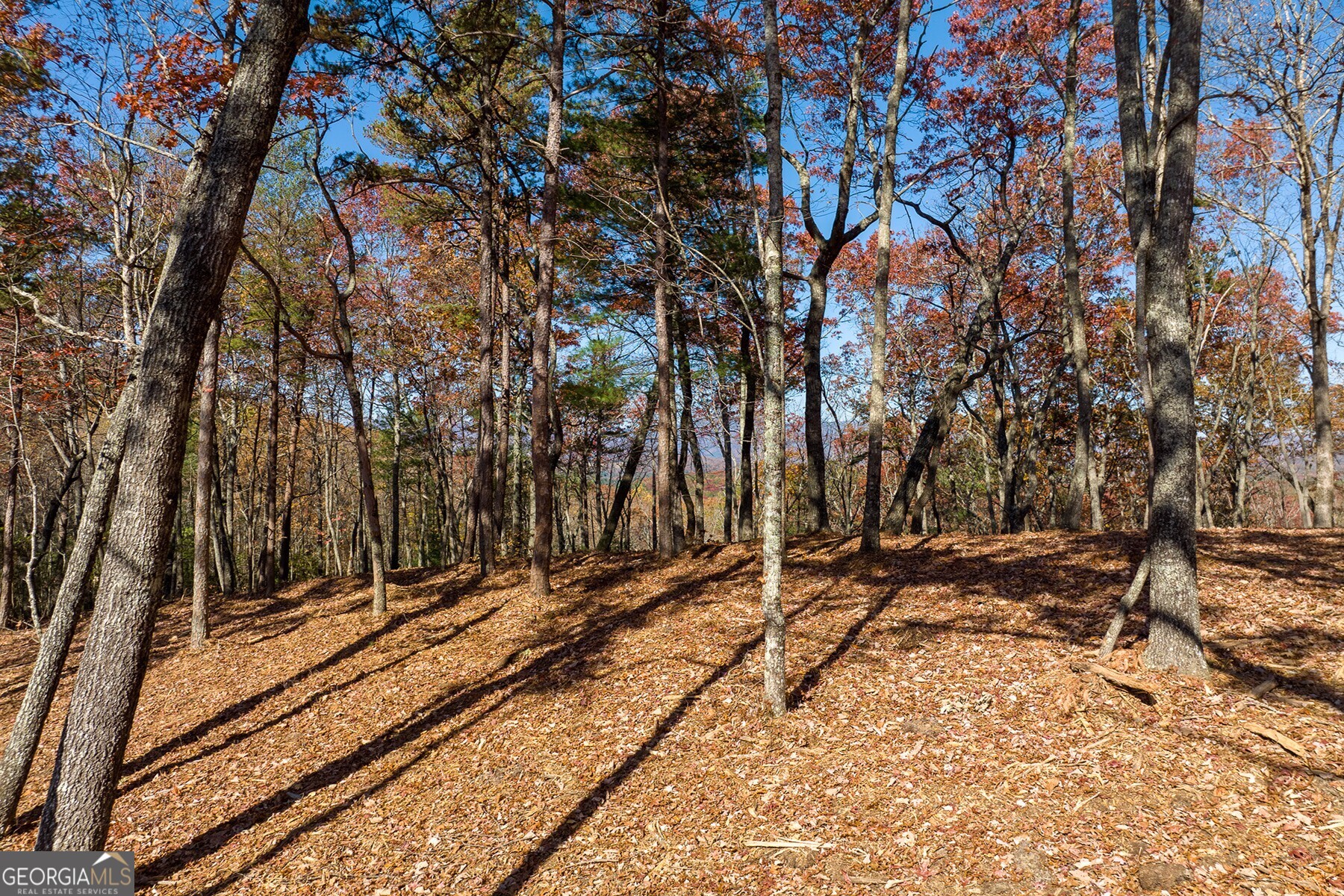 a view of a backyard