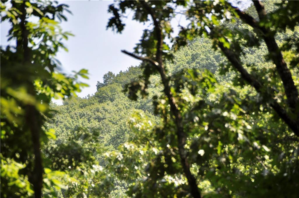 a view of a tree