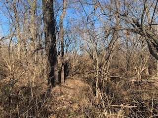 a view of a forest with lots of trees