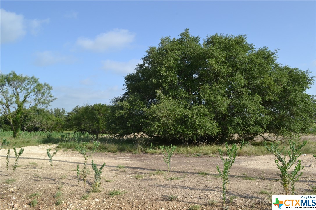 a view of a yard with a tree