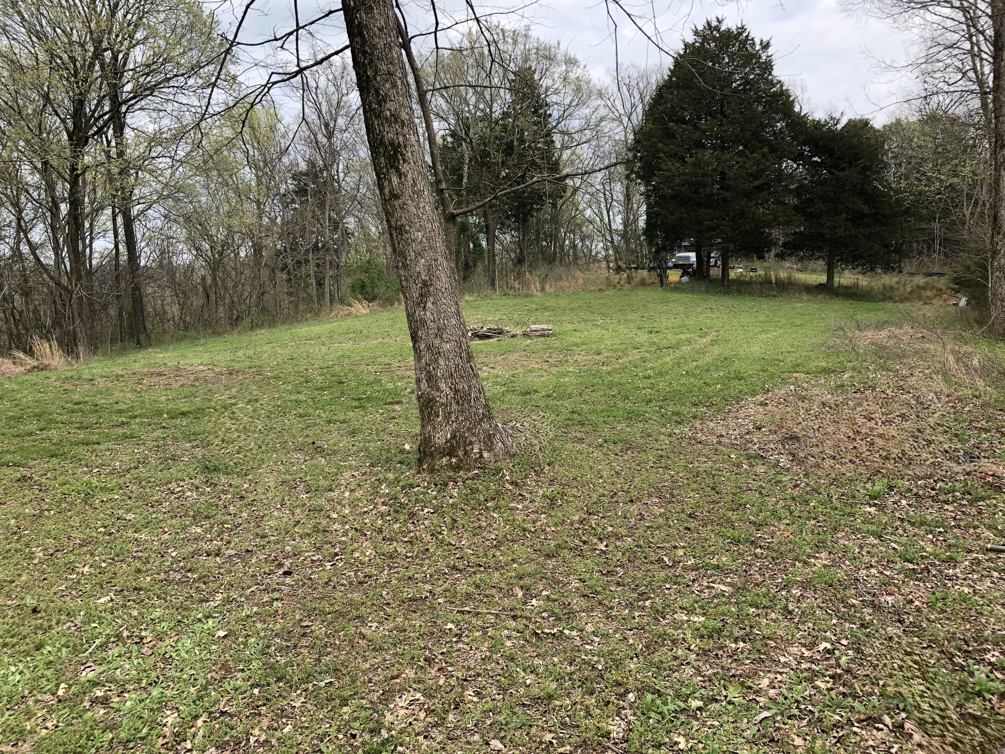 a view of a trees with a yard