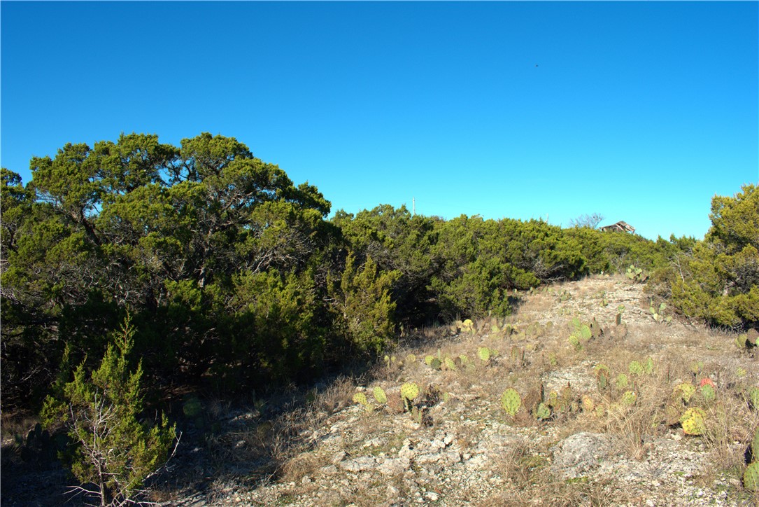 a view of a large yard with lots of bushes