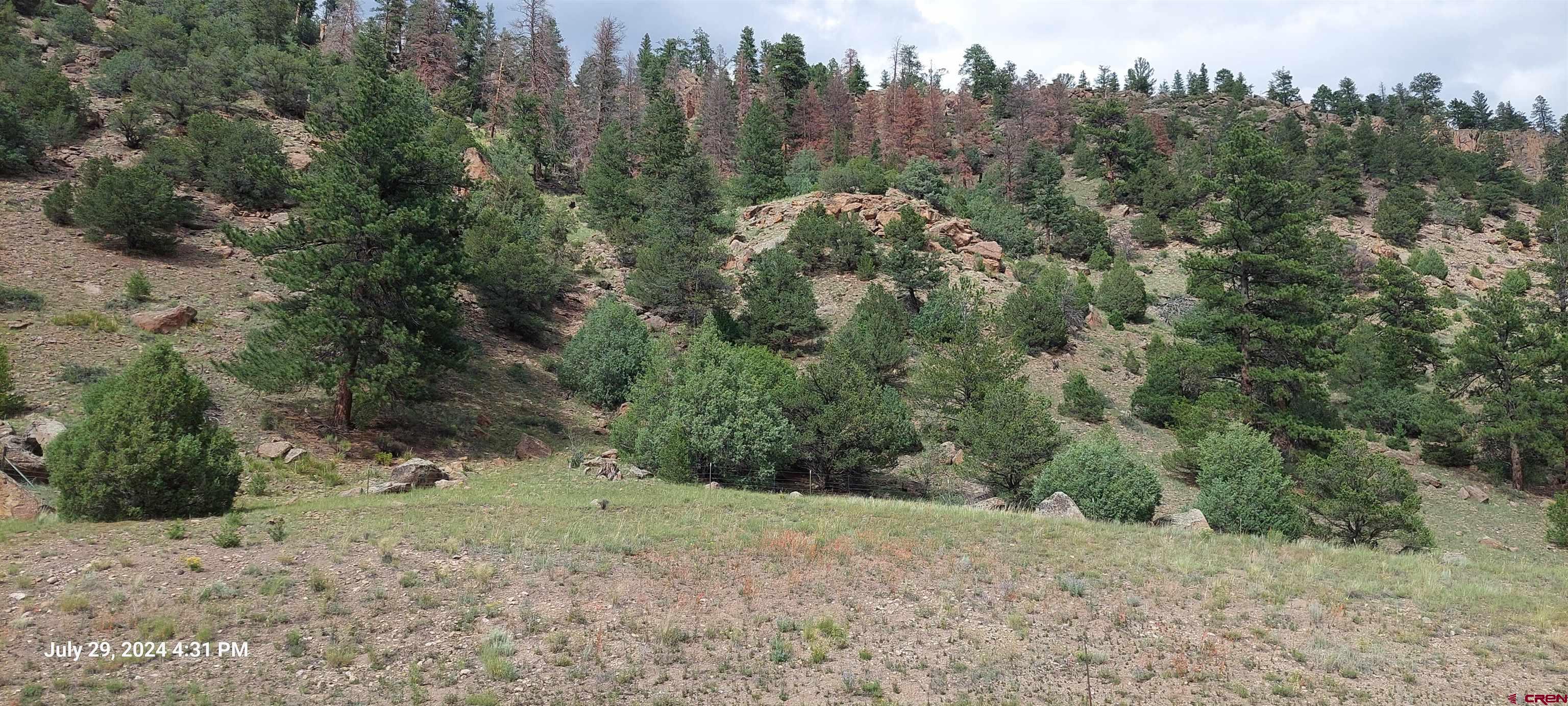 a view of a forest with trees in the background