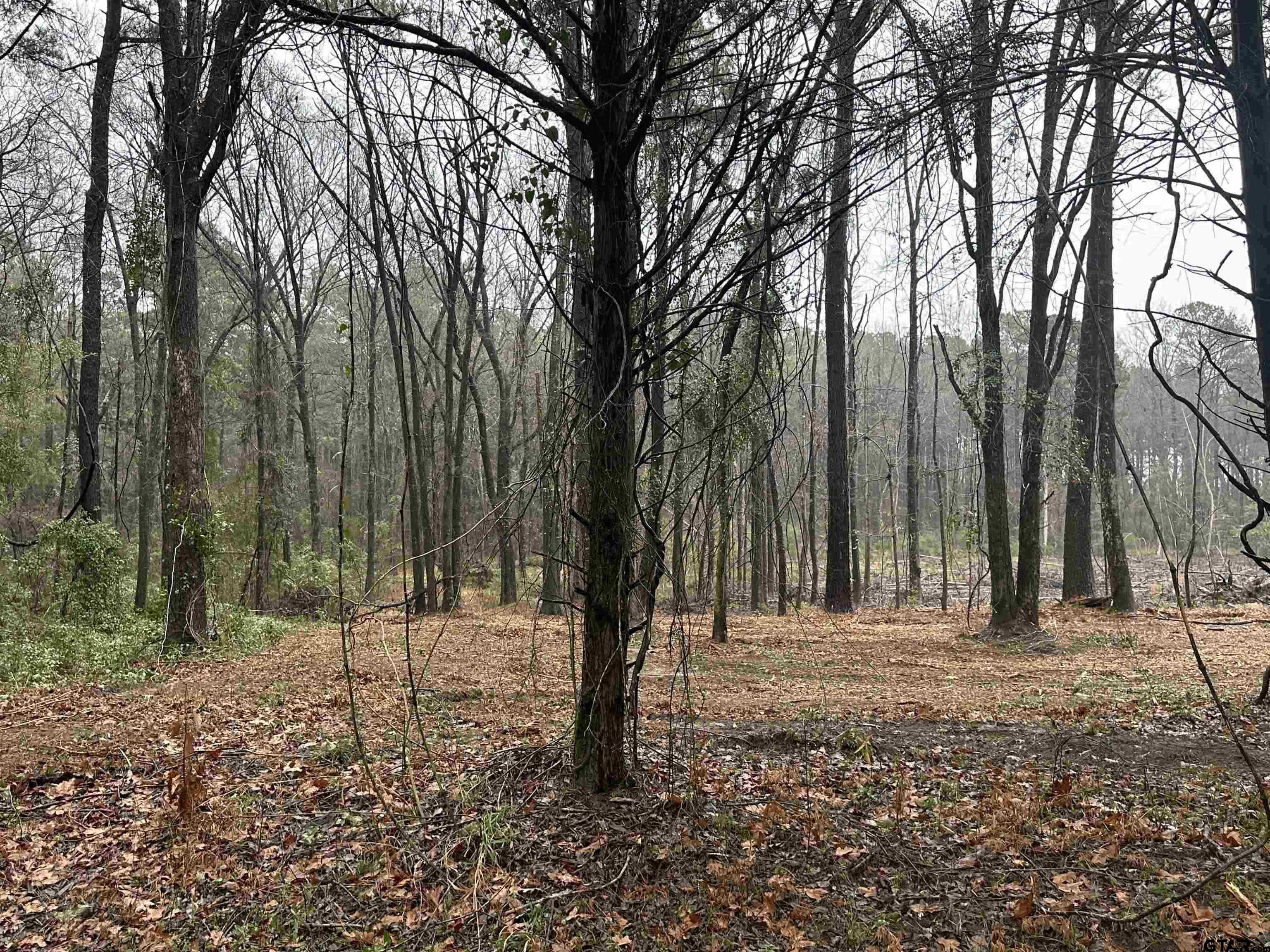 a view of outdoor space with trees