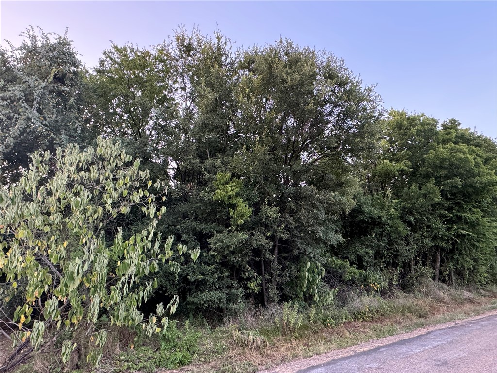 a view of a forest with a tree in the background