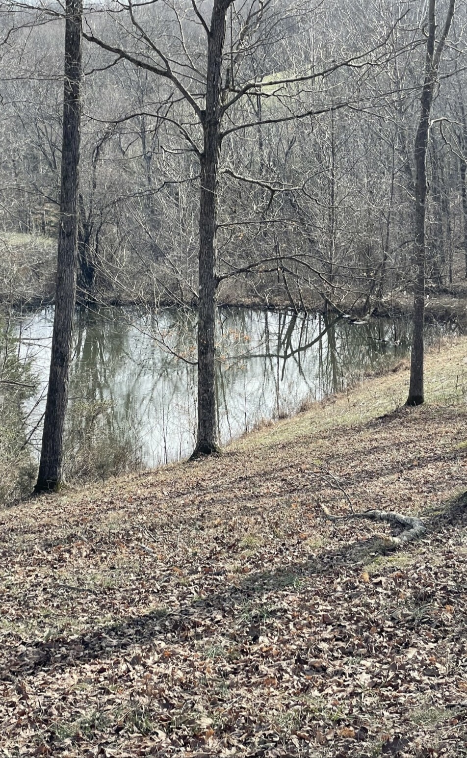 a view of dirt yard with a tree